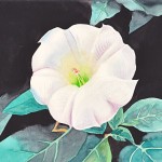 Miss O'Keeffe's Datura Miss O'Keeffe's Datura