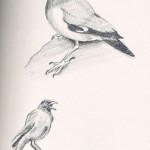 Pencil drawing of a Myna Pencil drawing of a Myna